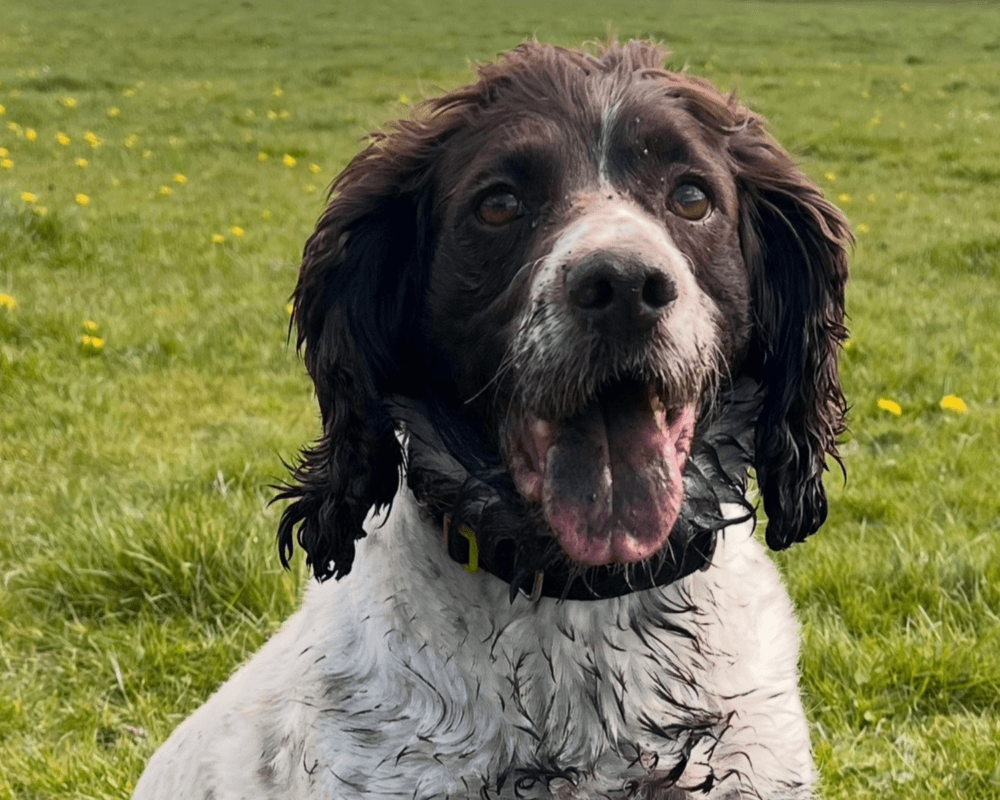 A portrait of retired police dog Chips
