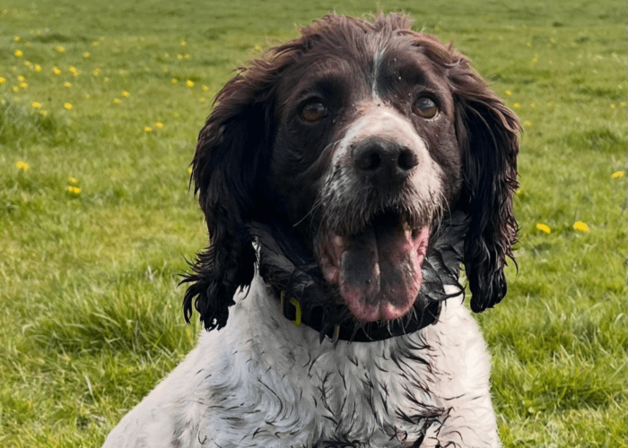 A portrait of retired police dog Chips