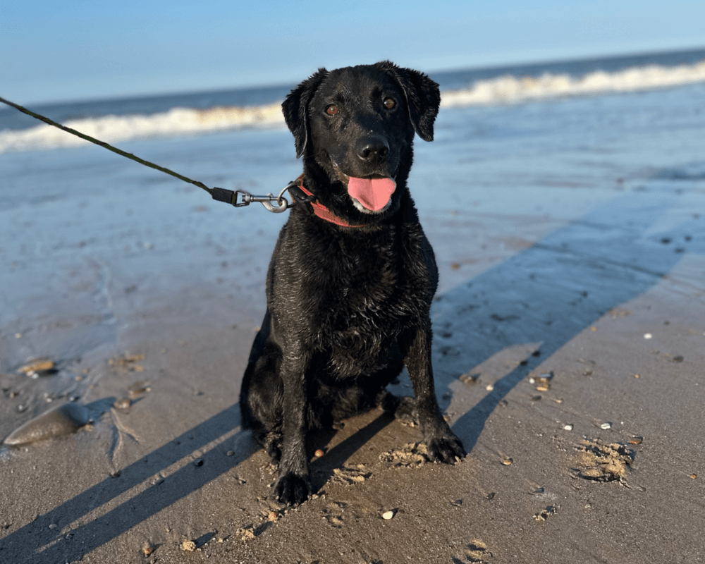 Retired police dog Pearl at the beach
