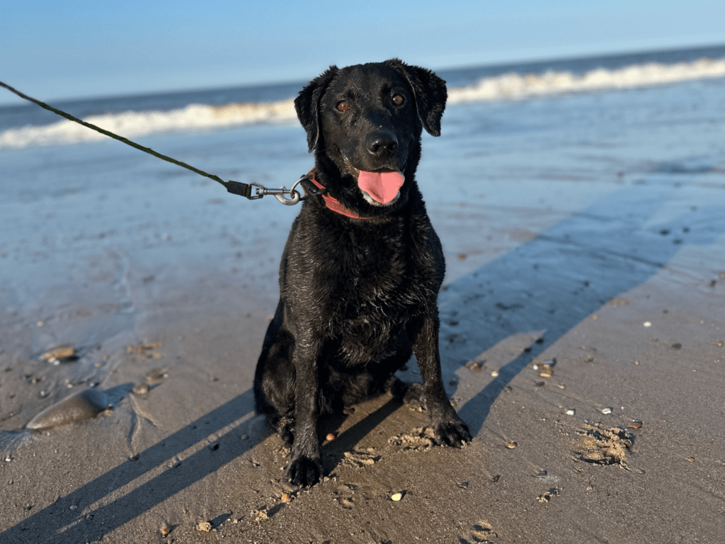 Retired police dog Pearl at the beach