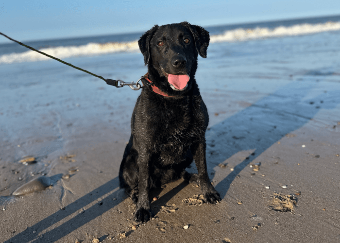Retired police dog Pearl at the beach