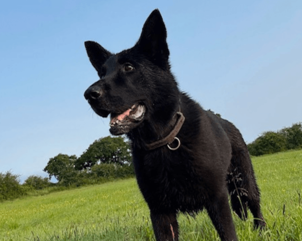 Retired police dog Tsar on a walk