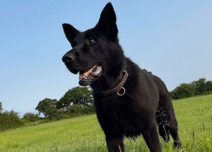 Retired police dog Tsar on a walk