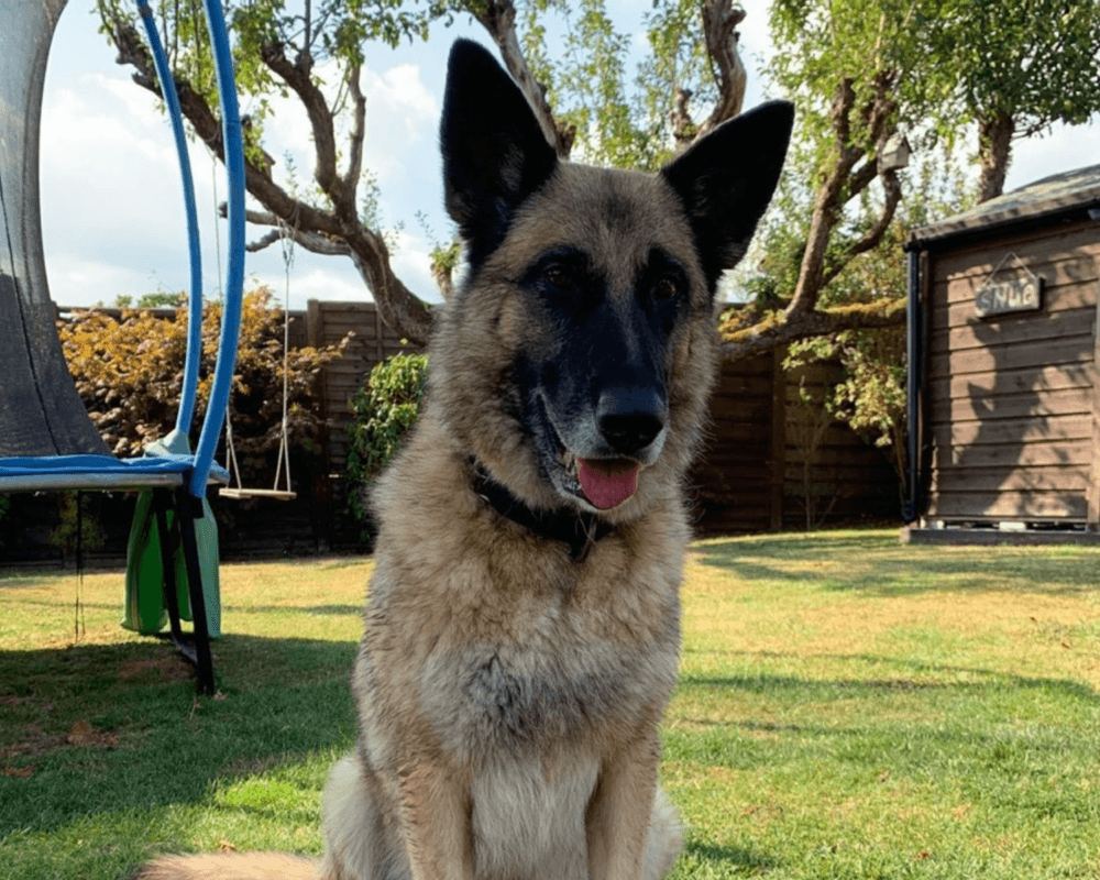 Retired police dog Polly sits in the garden