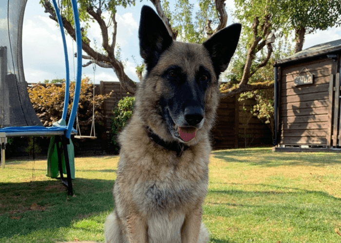 Retired police dog Polly sits in the garden