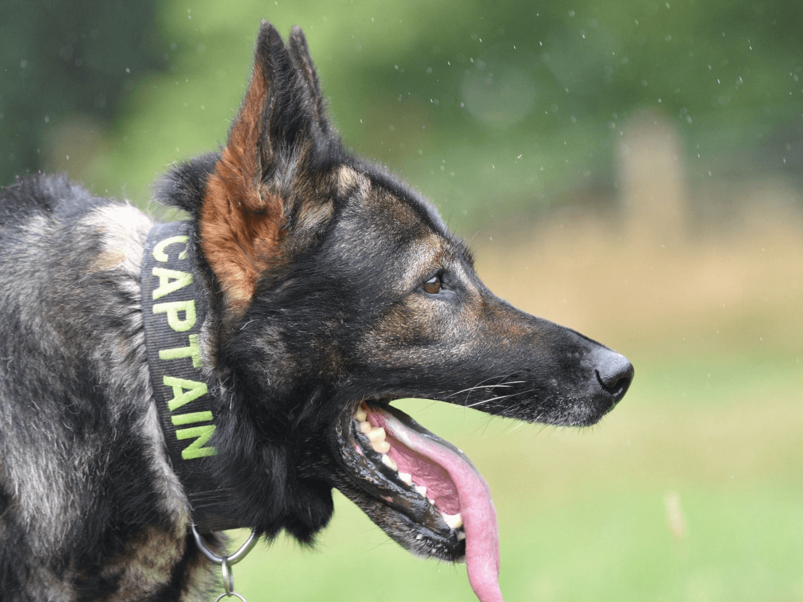 Retired police dog Captain