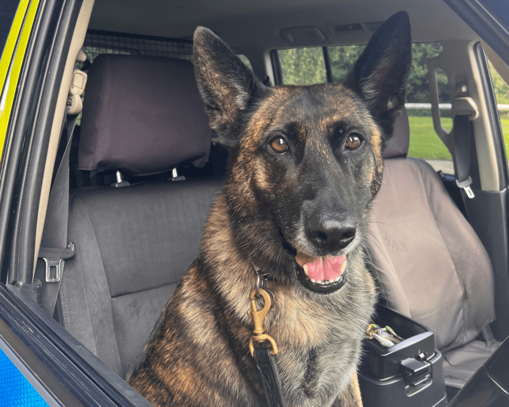 Police dog Reni sits in a police car