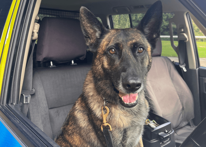 Police dog Reni sits in a police car
