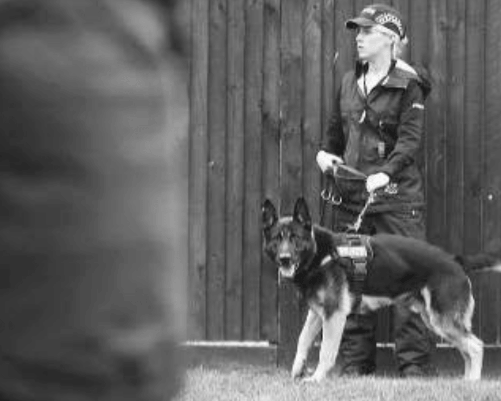 Police dog Xavi on duty with his handler, Annie