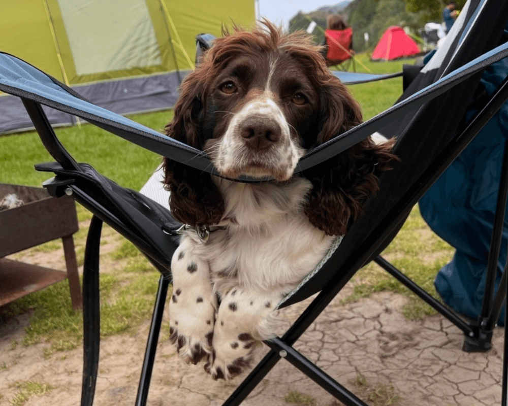 Retired police dog Chips relaxing in a garden chair