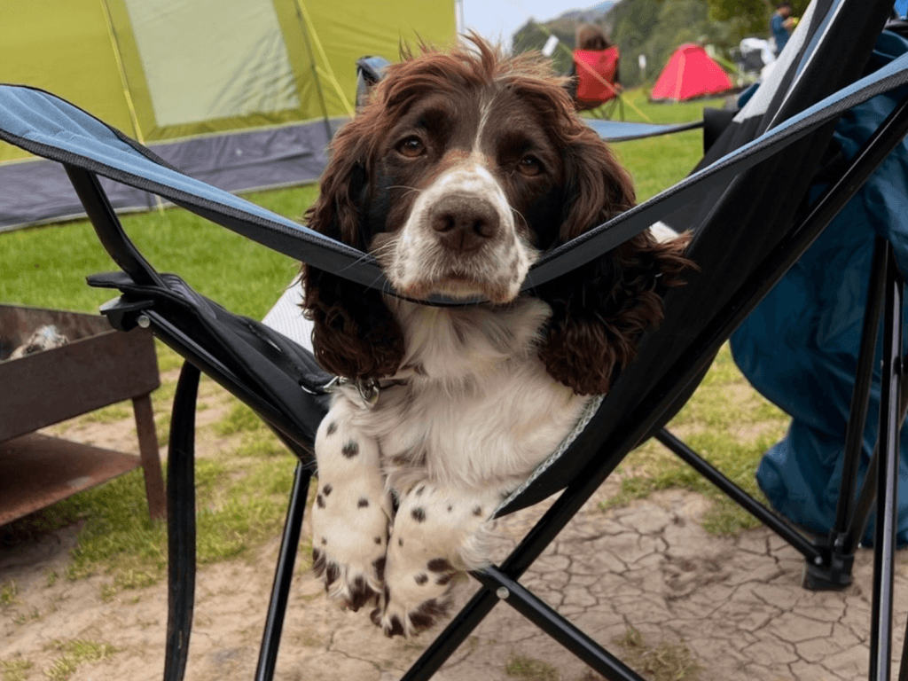 Retired police dog Chips relaxing in a garden chair