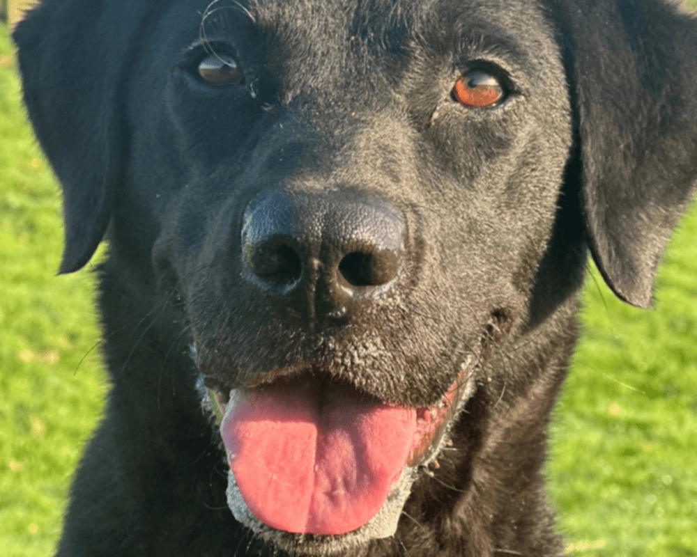 Retired police dog Pearl