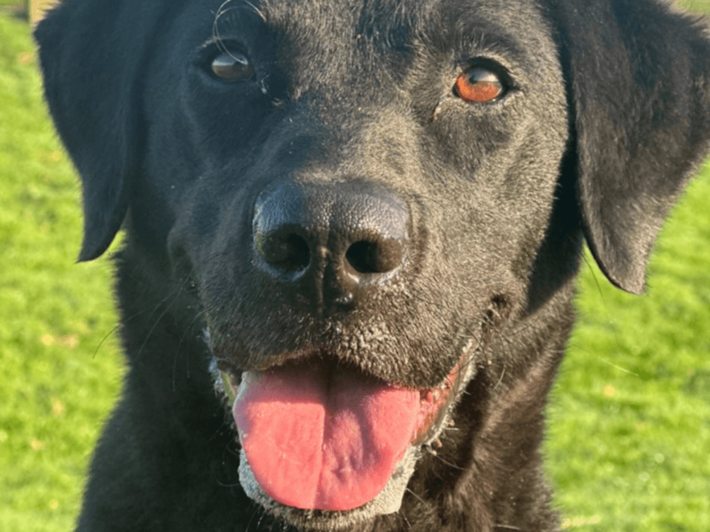 Retired police dog Pearl