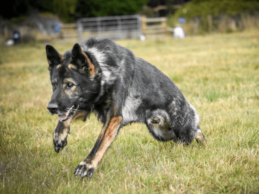 Retired police dog Captain gallops through a field