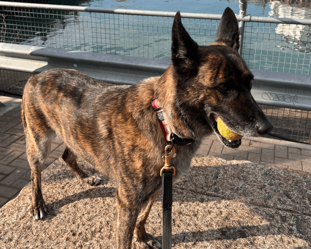 Retired police dog Reni with her tennis ball