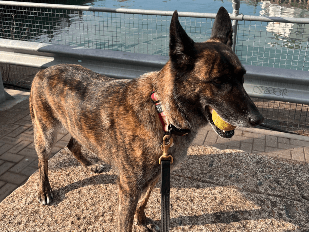 Retired police dog Reni with her tennis ball