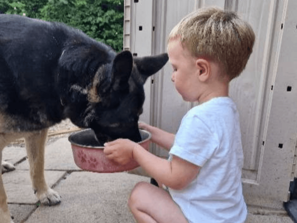 Retired police dog Xavi is fed by one of his owner's sons