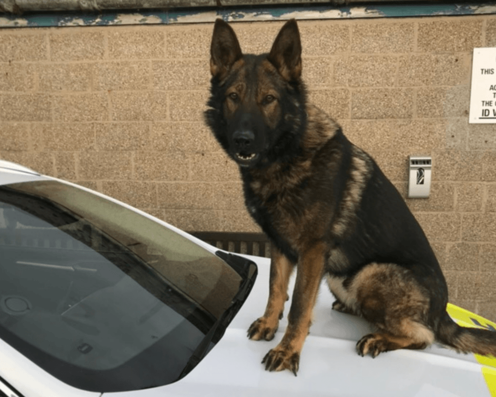 Police dog Tom sits on the bonnet of a police car