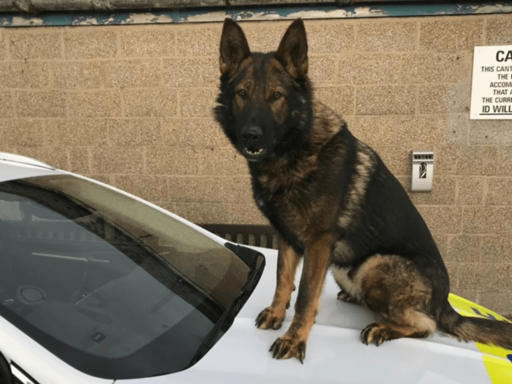 Police dog Tom sits on the bonnet of a police car