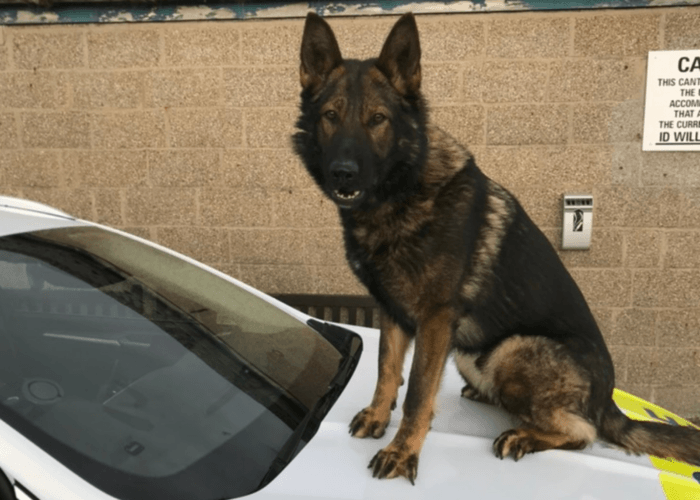Police dog Tom sits on the bonnet of a police car