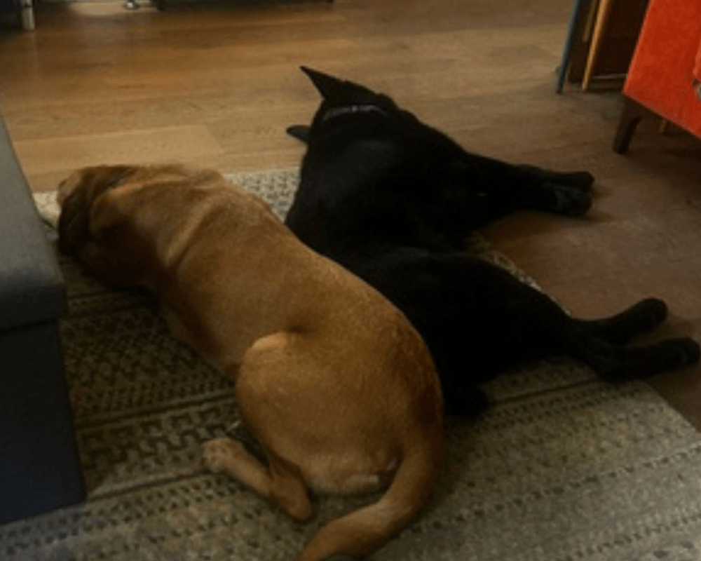 Retired police dog Tsar snoozing