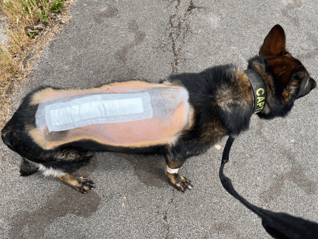 Retired police dog Captain after surgery shows off his wound