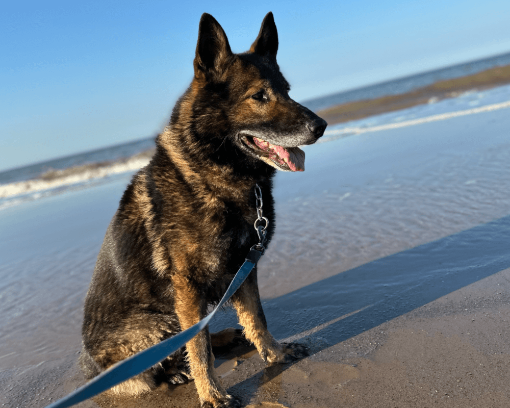 Retired police dog Tom at the beach