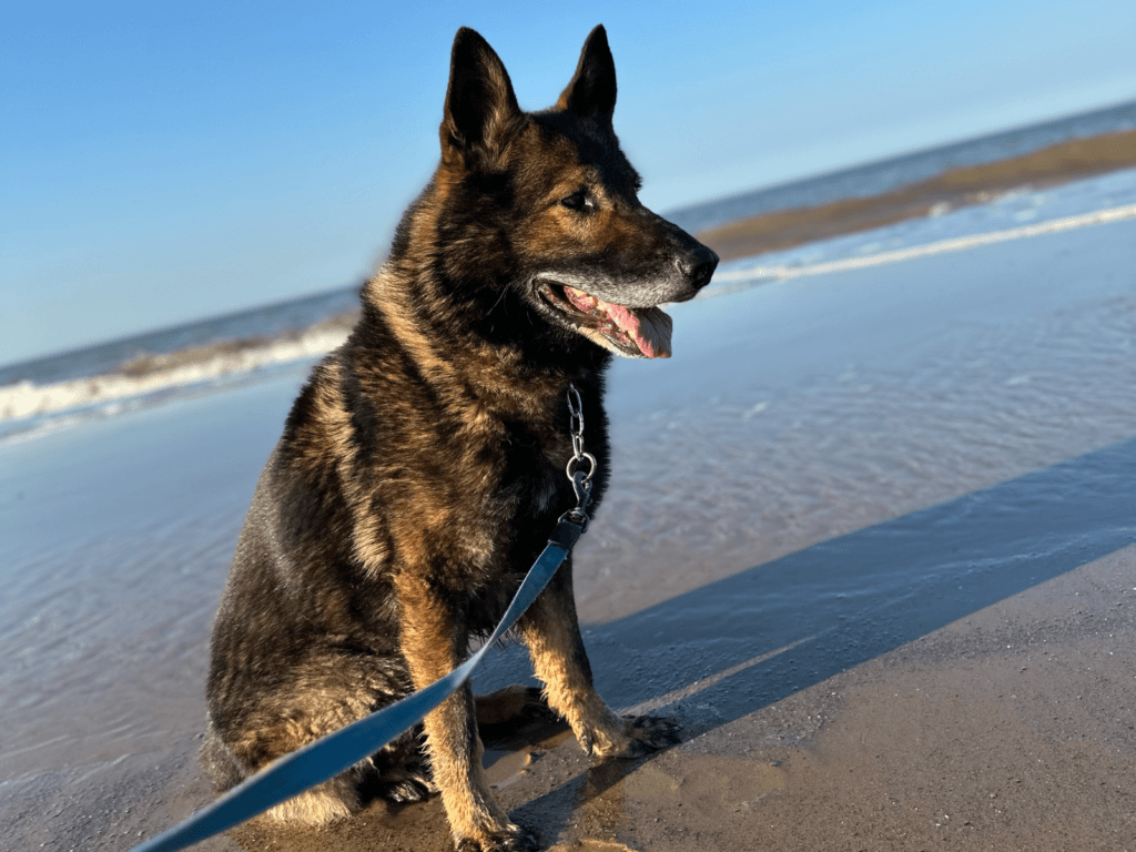 Retired police dog Tom at the beach