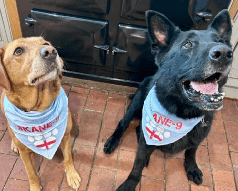 Retired police dog Tsar cheering on England