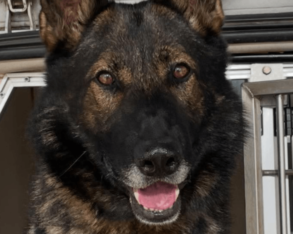 Retired police dog Tom