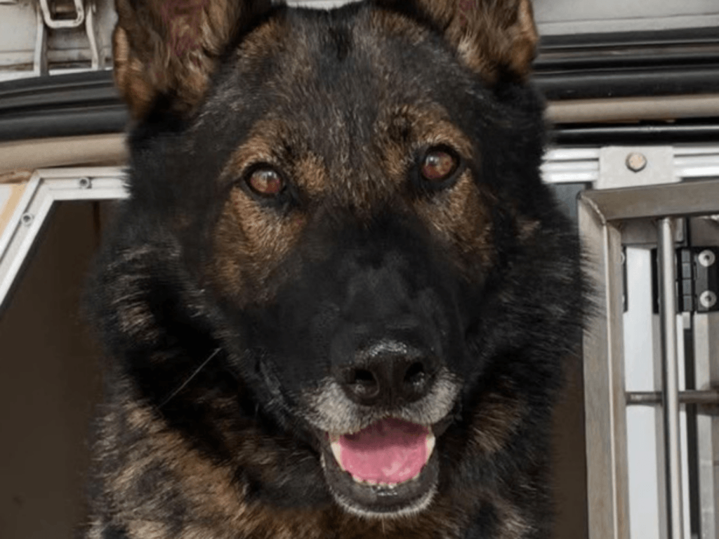 Retired police dog Tom