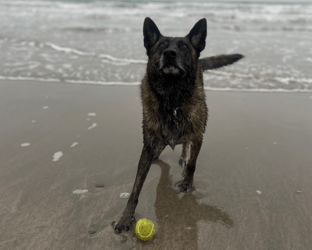 Retired police dog Reni at the beach with a tennis ball