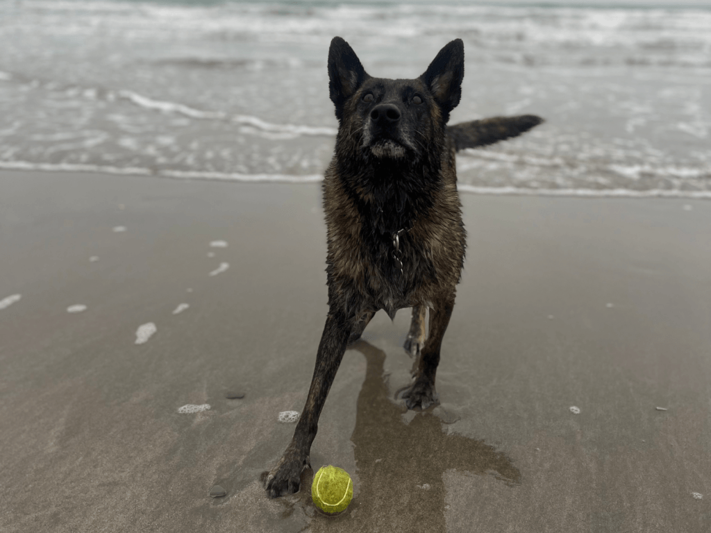Retired police dog Reni at the beach with a tennis ball