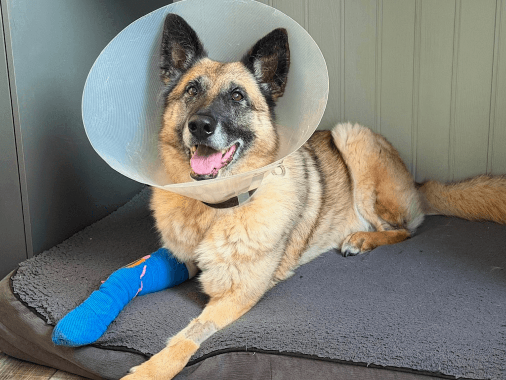 Retired police dog Polly recovering at home