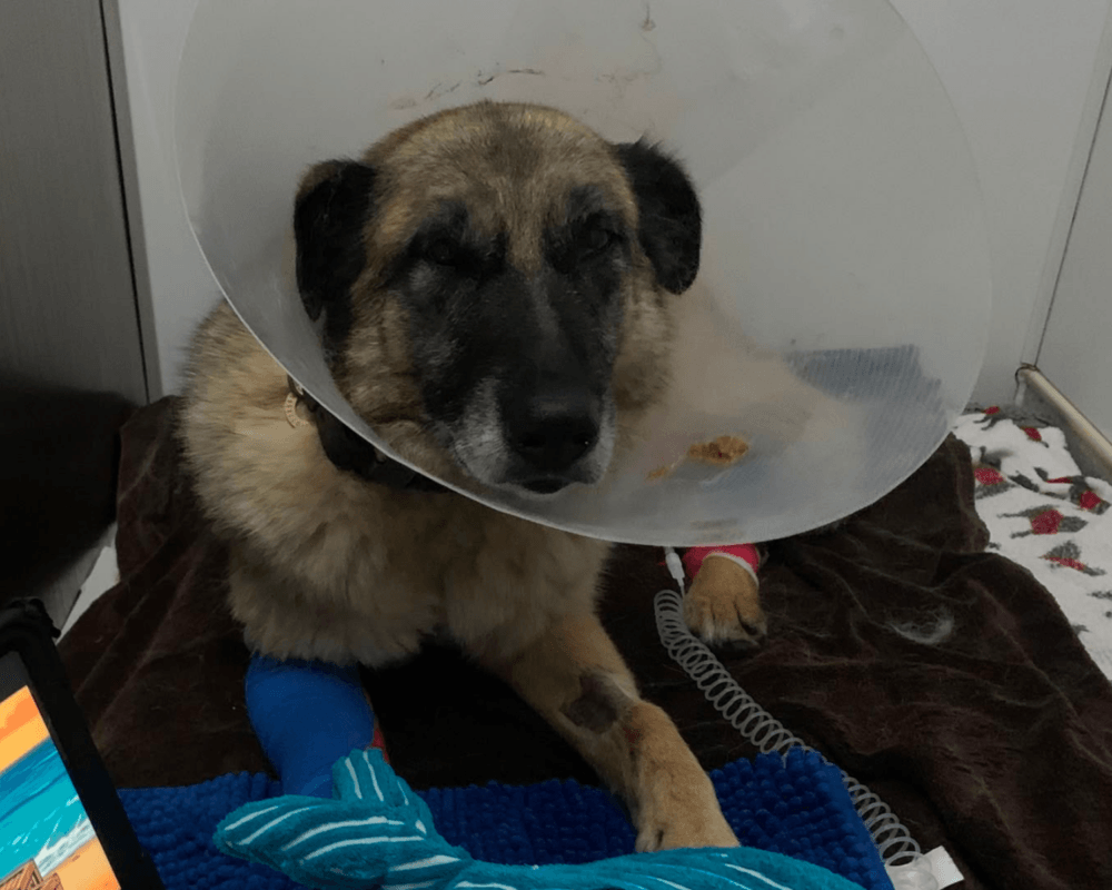 Retired police dog Polly at the vets