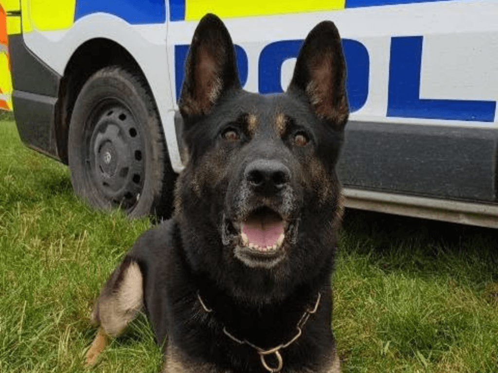 Police dog Xavi sits by the police car