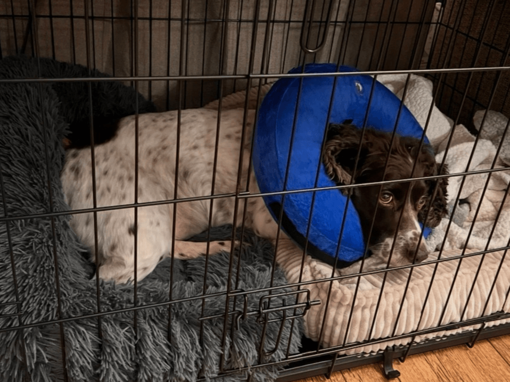 Retired police dog Chips recovering from surgery