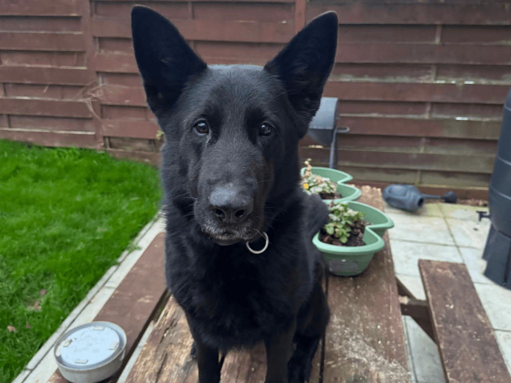 Retired police dog Tsar