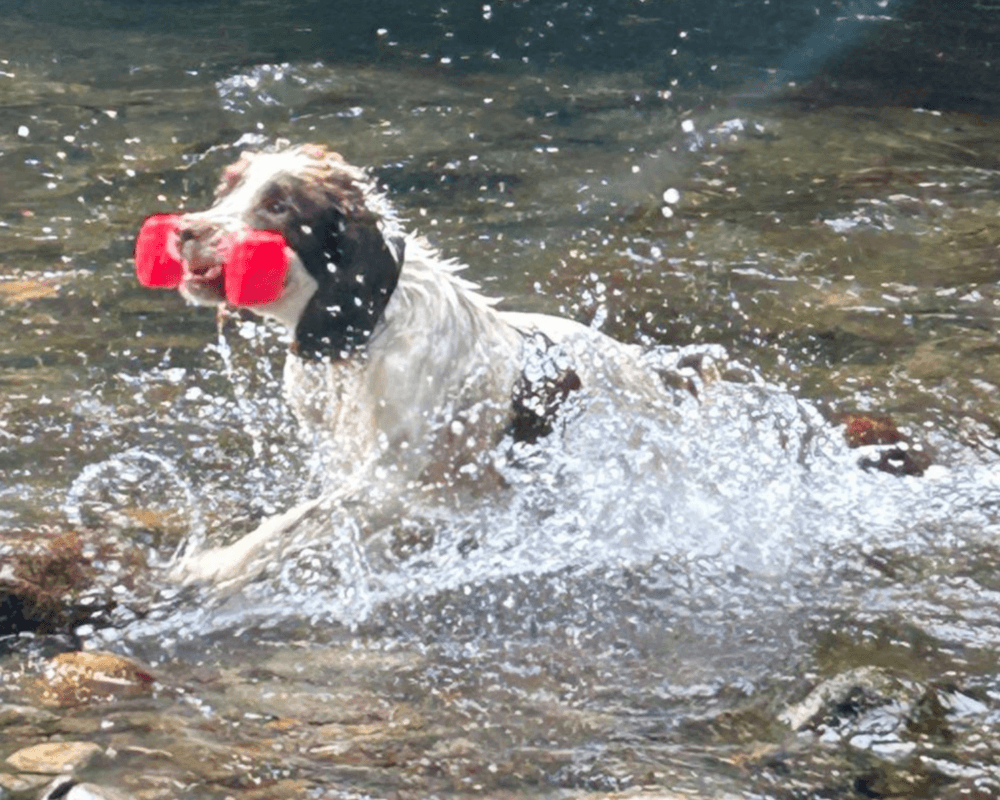 Retired police dog Bailey plays in the water