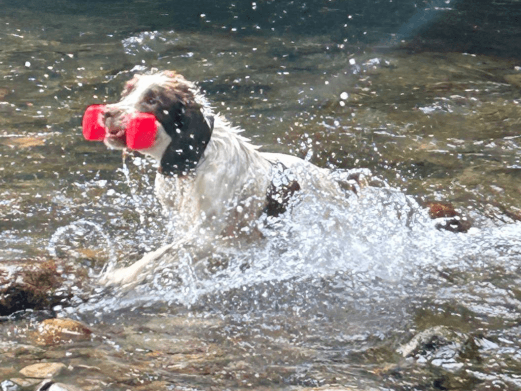 Retired police dog Bailey plays in the water