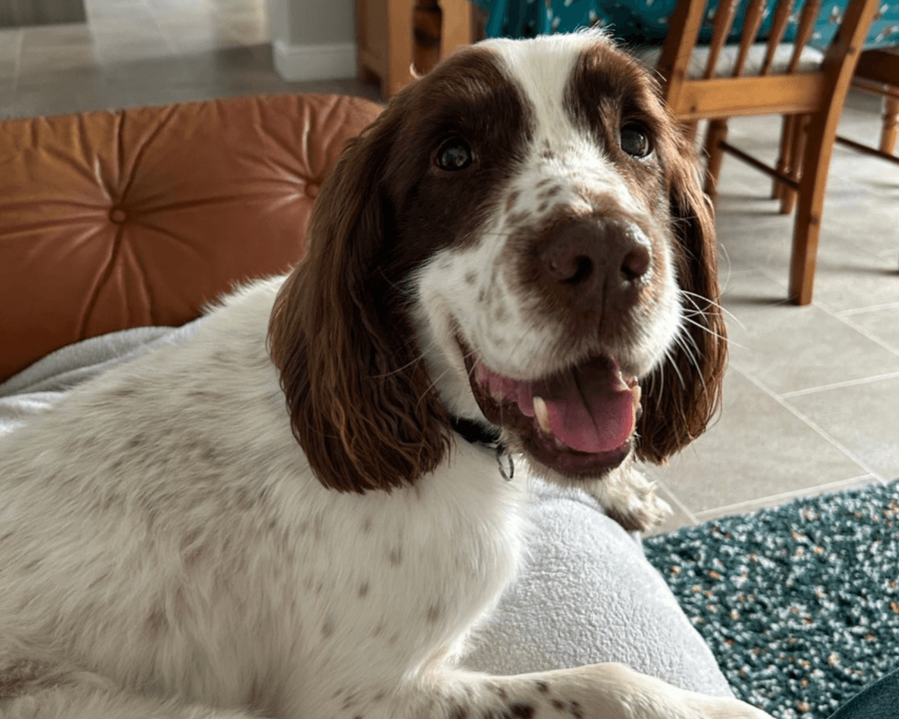 Retired police dog Bailey