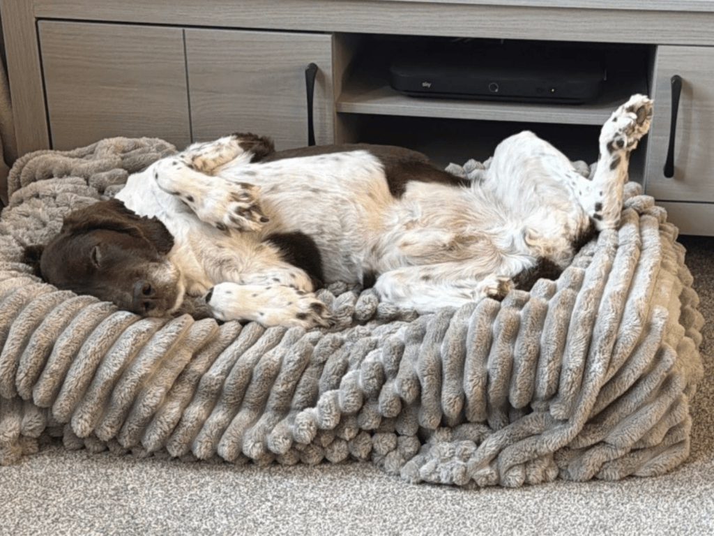 Retired police dog Bear relaxing in his bed