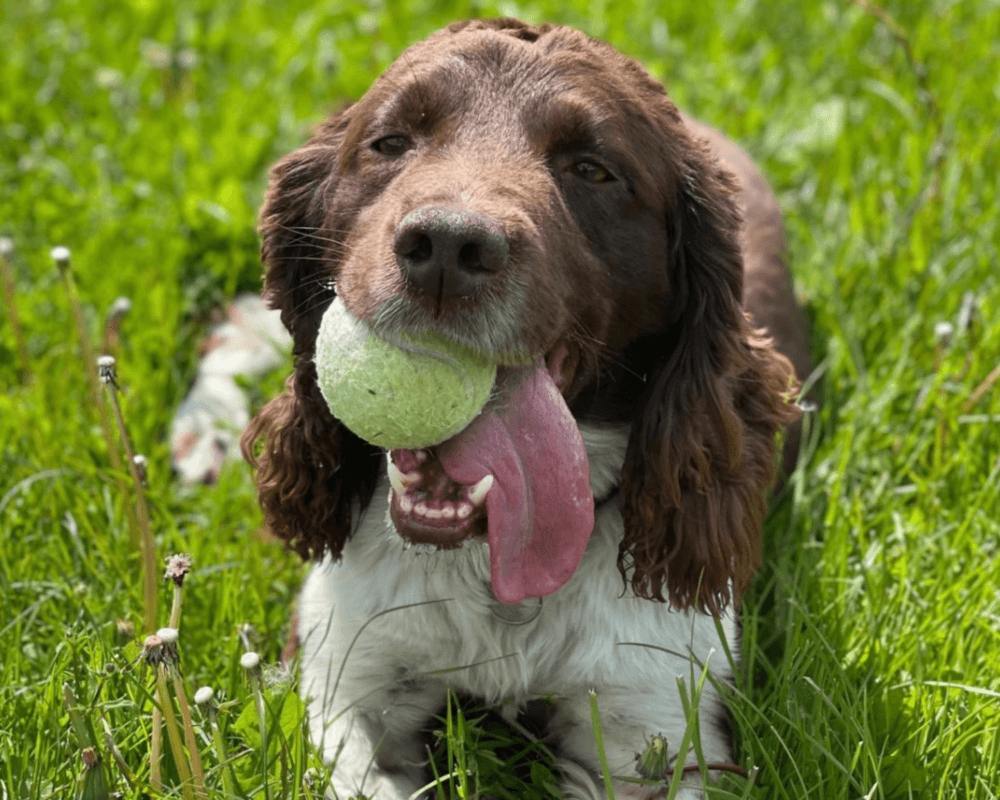 Retired police dog Bear with a tennis ball