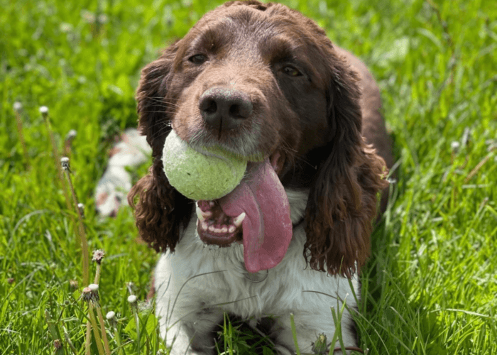 Retired police dog Bear with a tennis ball