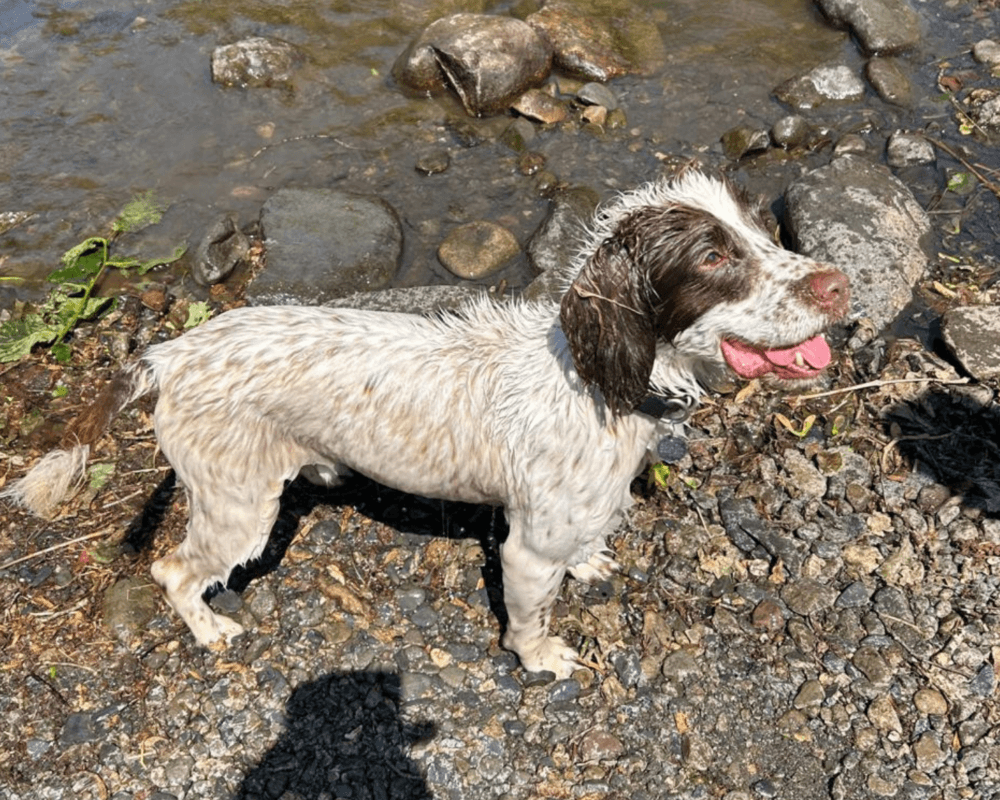 Retired police dog Bailey enjoying a walk by the river