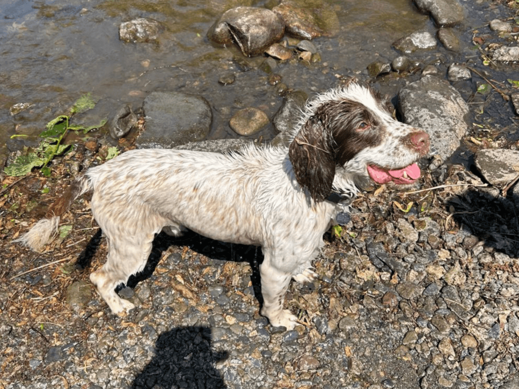 Retired police dog Bailey enjoying a walk by the river