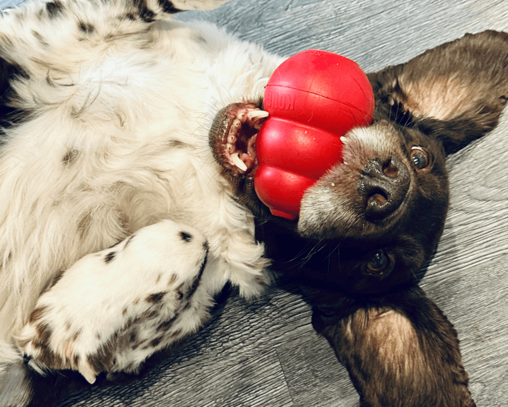 Retired police dog Bear lays on his back with a Kong in his mouth
