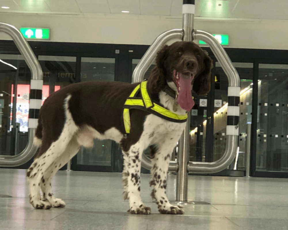 Police dog Bear on shift at Gatwick Airport