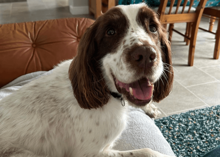 Retired police dog Bailey