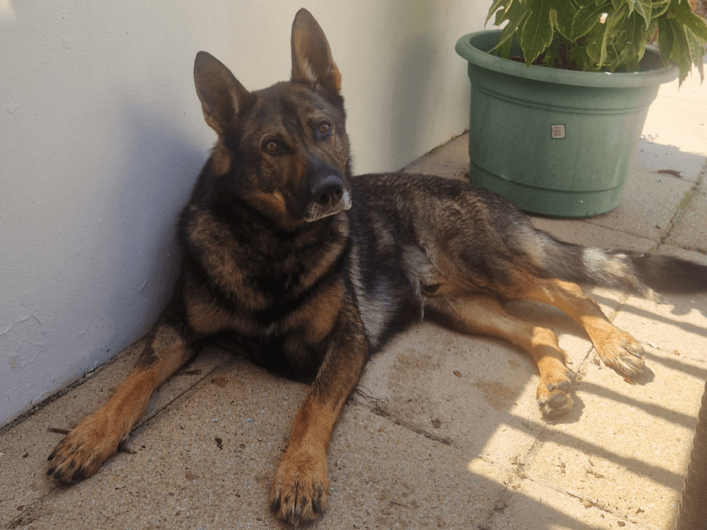 Retired police dog Boss in the garden